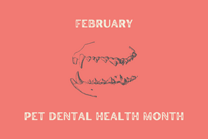 Caring for your pet's dental health