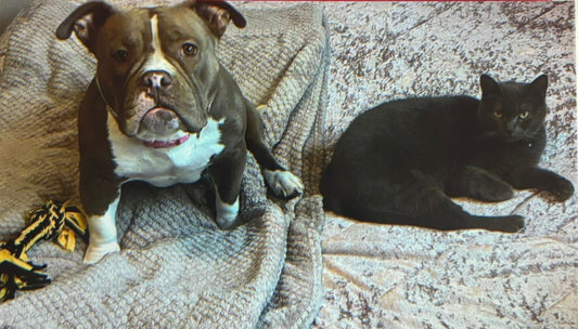 Pets are Family: Diamond, Baby and Foxy