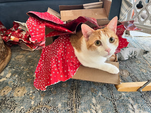 Texas Nonprofit Veterinary Clinics To Support This Holiday Season