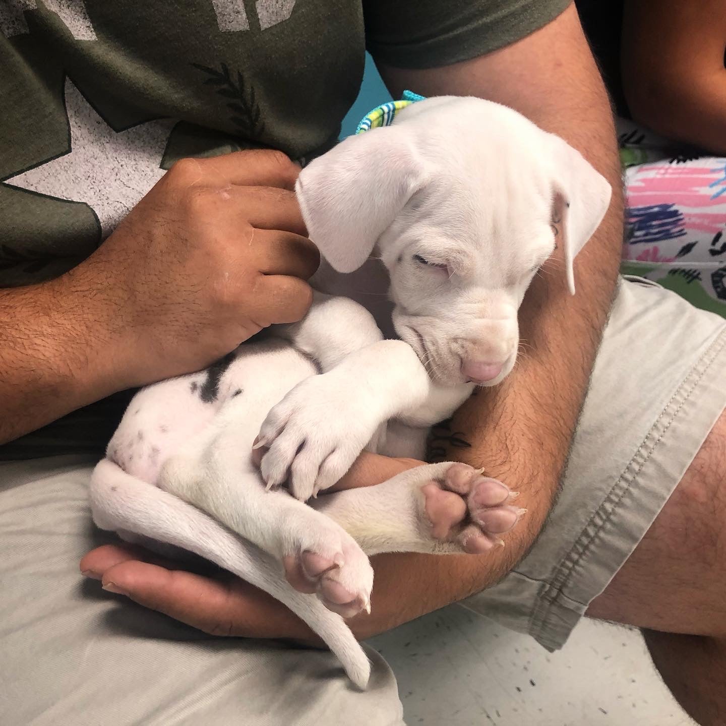 Nonprofit Vet Clinics Need Donations – Pet Rodeo