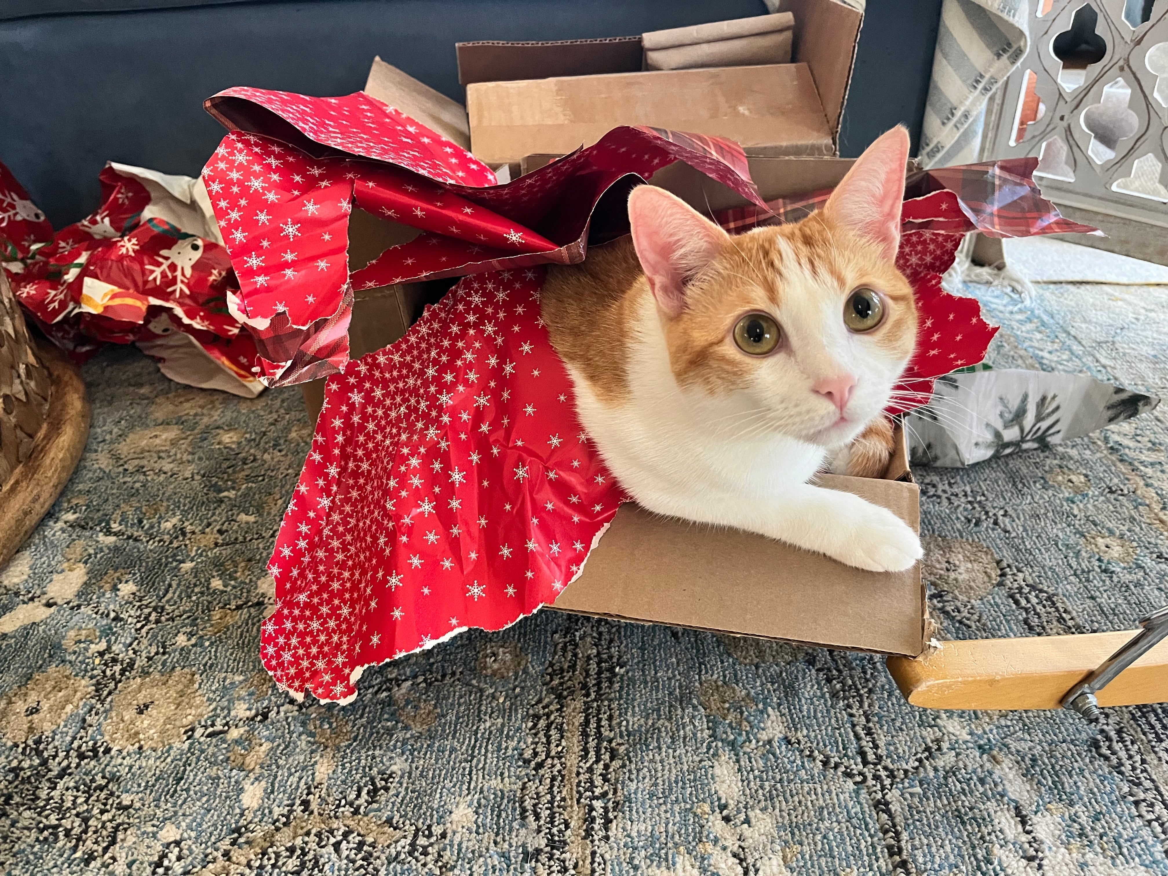Texas Nonprofit Veterinary Clinics To Support – Pet Rodeo