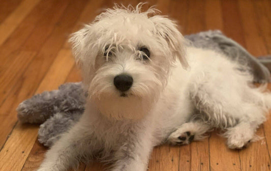 How the Direct CARE Fund Helps Families Afford Vet Care