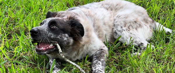 Dog lying on grass with a stick in its mouth