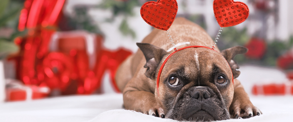 Dog wearing heart-shaped headbands with a 'Love' sign in a festive setting